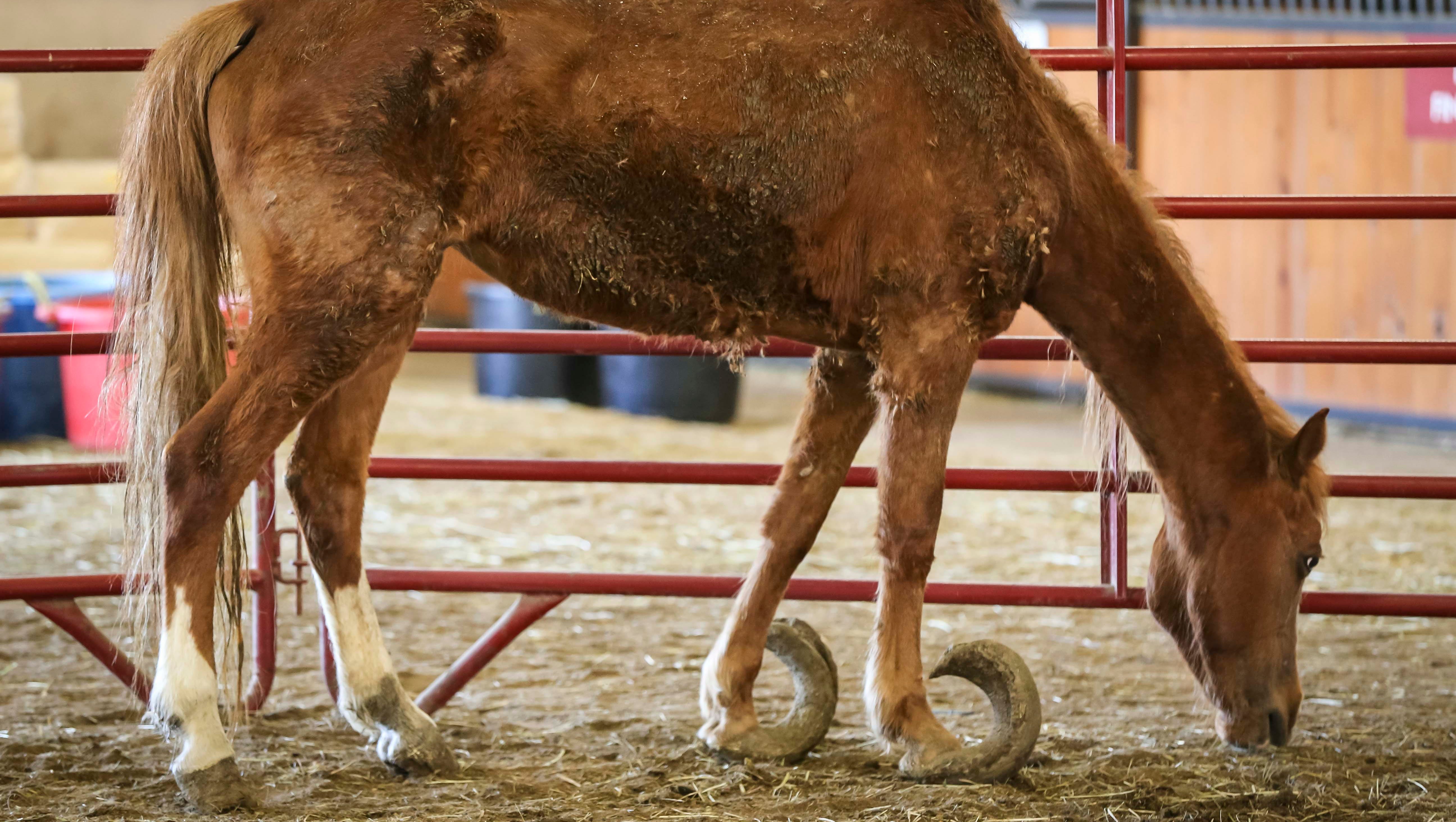 ARL 60 neglected horses found on Iowa farm