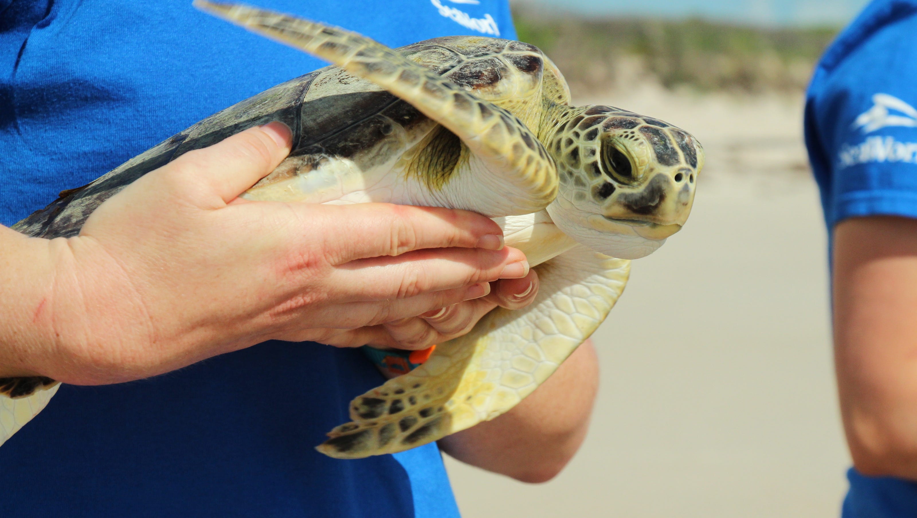 Shell Yeah Seaworld Releases 4 Turtles A Day After World Turtle Day Shell Yeah Seaworld Releases 4 Turtles A Day After World Turtle Day