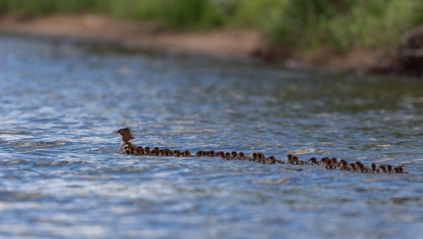 A June 27 photo provided by Brent Cizek shows a...