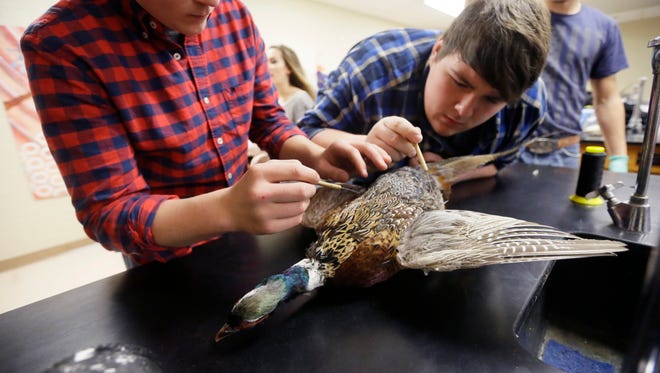 In this photo from Jan. 19, 2016, Croswell-Lexington High School students Cody Barrett, left, and Brendan Galbraith work on a pheasant in their taxidermy class in Croswell, Mich.