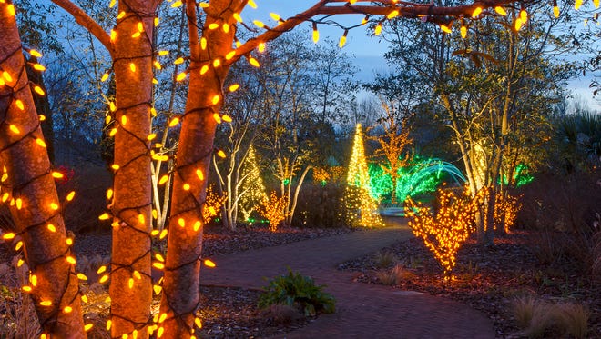 Festive outdoor lights have been hung on plants and trees in a park for the Holiday Season.