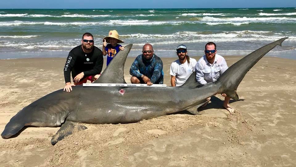 Nearly 1 000 Pound Shark Caught From Padre Island National