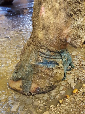 Foot wraps staying on too long can create an environment around the foot that will perpetuate foot disease.