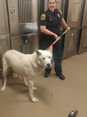 Green Bay Police Humane officer Mallory Meves with a dog that was believed to be wolf hybrid in Green Bay on May 17. The dog was seized by police after it bit a child.