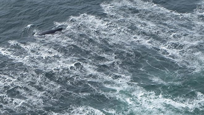 A whale swims close to Cape Lookout on the Oregon Coast.