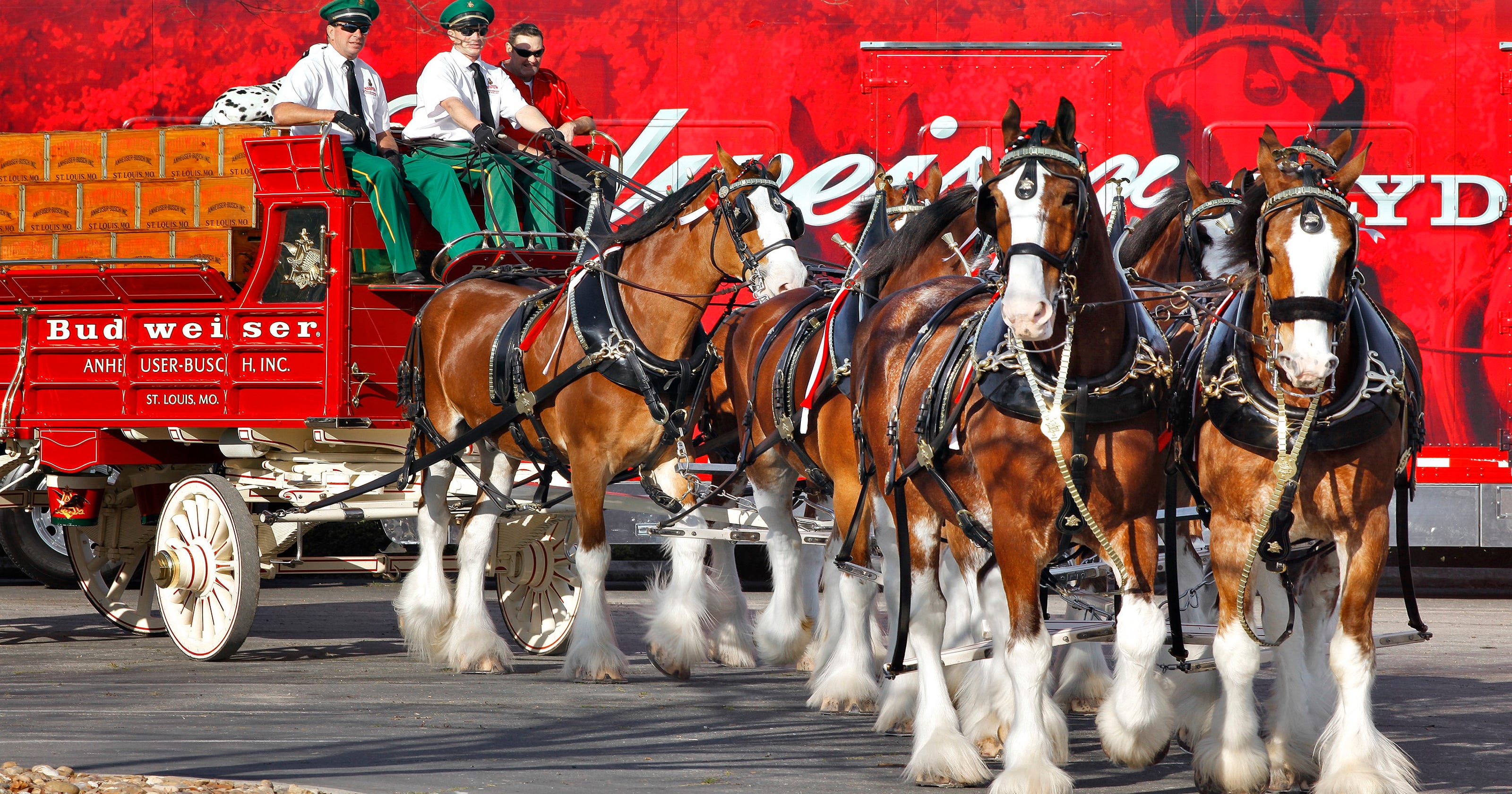 Budweiser Clydesdales making exclusive stop in Vero Beach