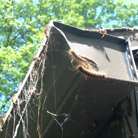Gypsy moth caterpillars are seen all over the corn