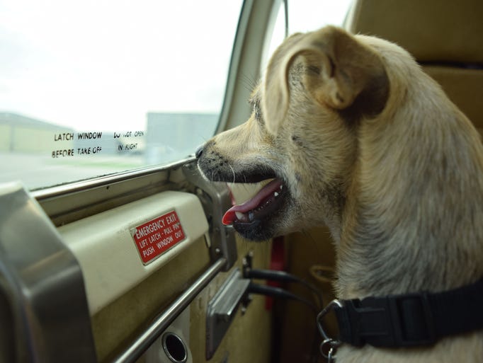 Rescue dog Sammy looks out the window as he gets ready