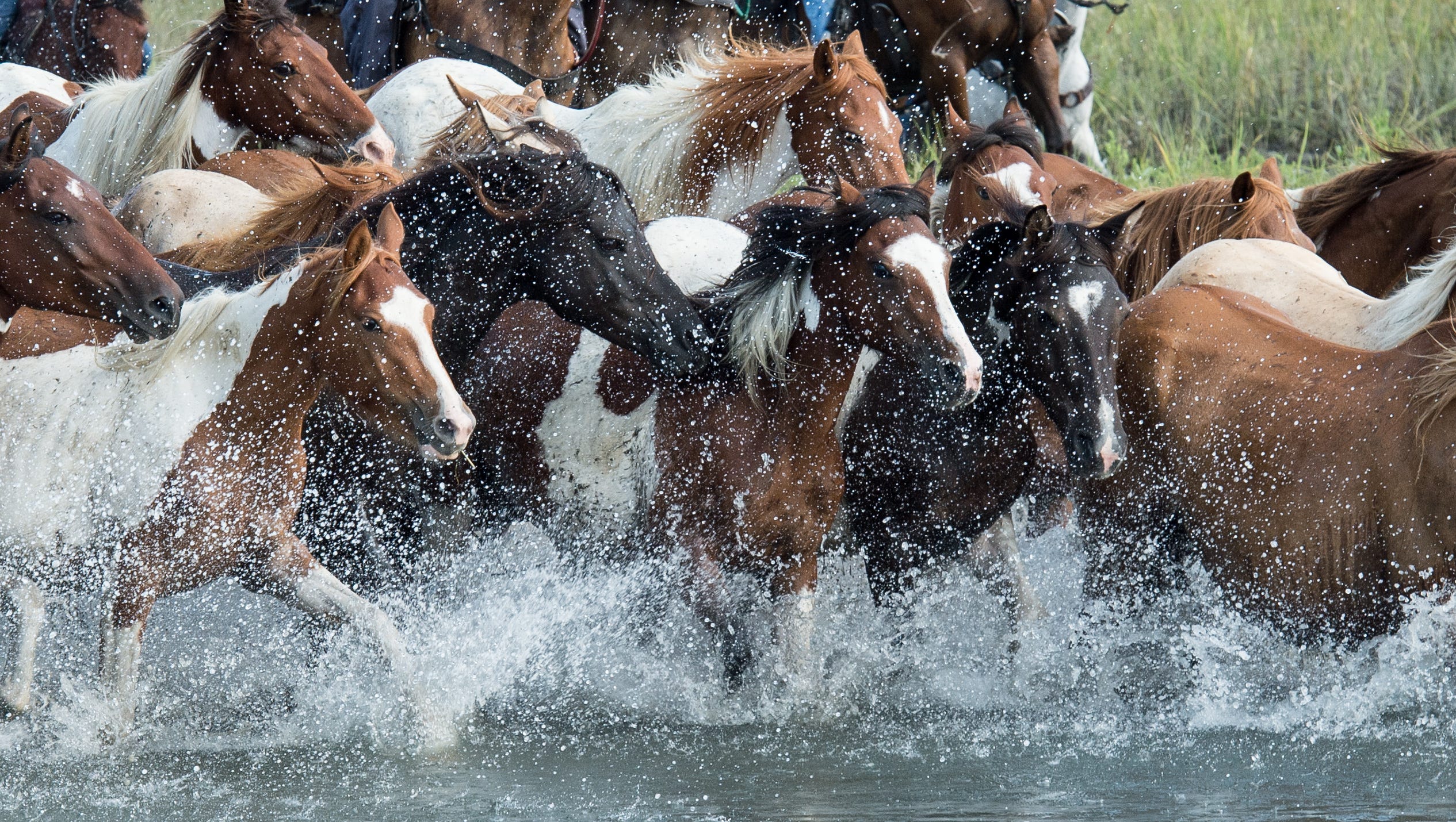 Do horses swim? At the Chincoteague Pony Swim, they definitely do Do horses swim? At the Chincoteague Pony Swim, they definitely do