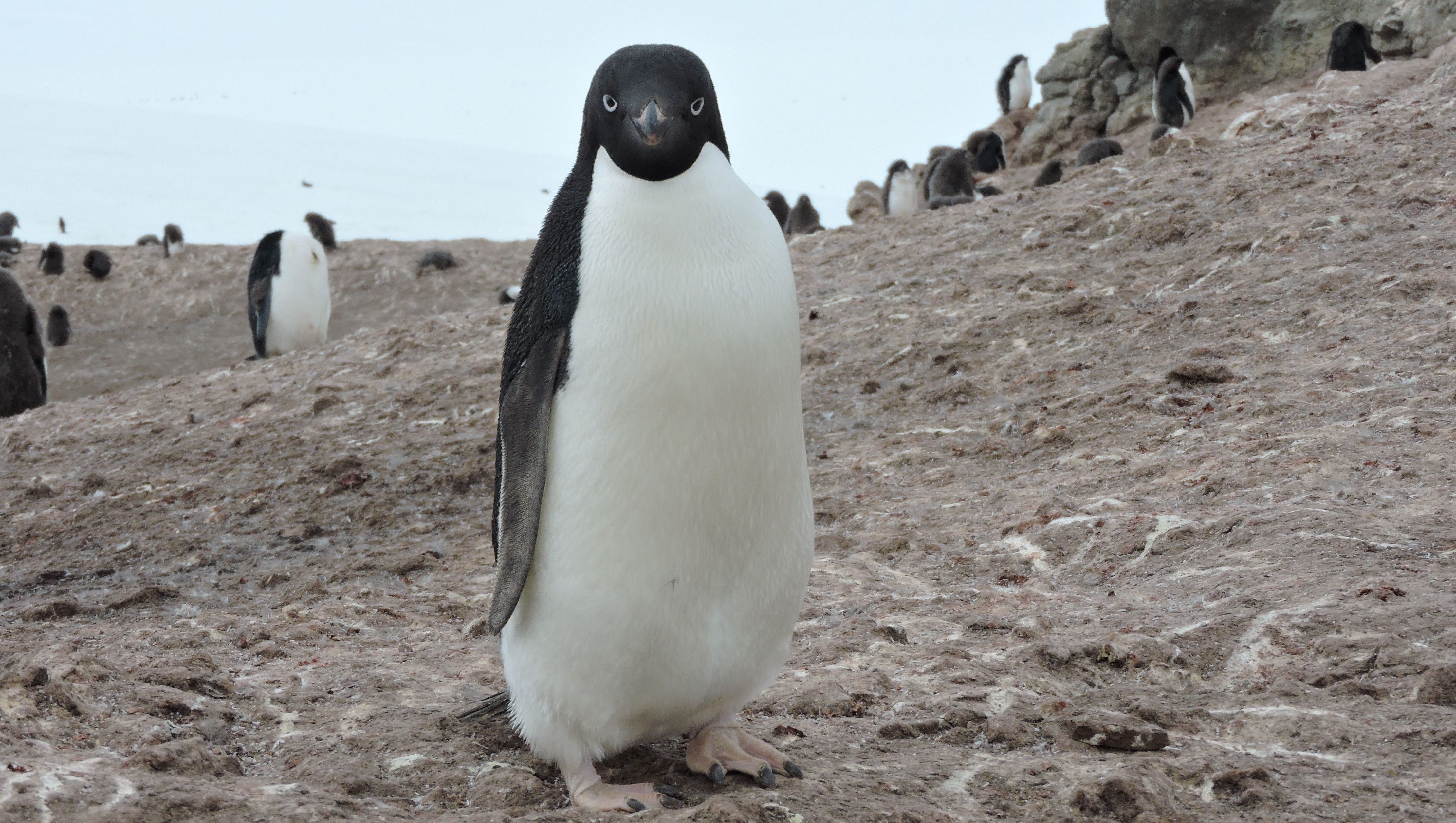 Animals, plants threatened by decreasing Antarctic ice