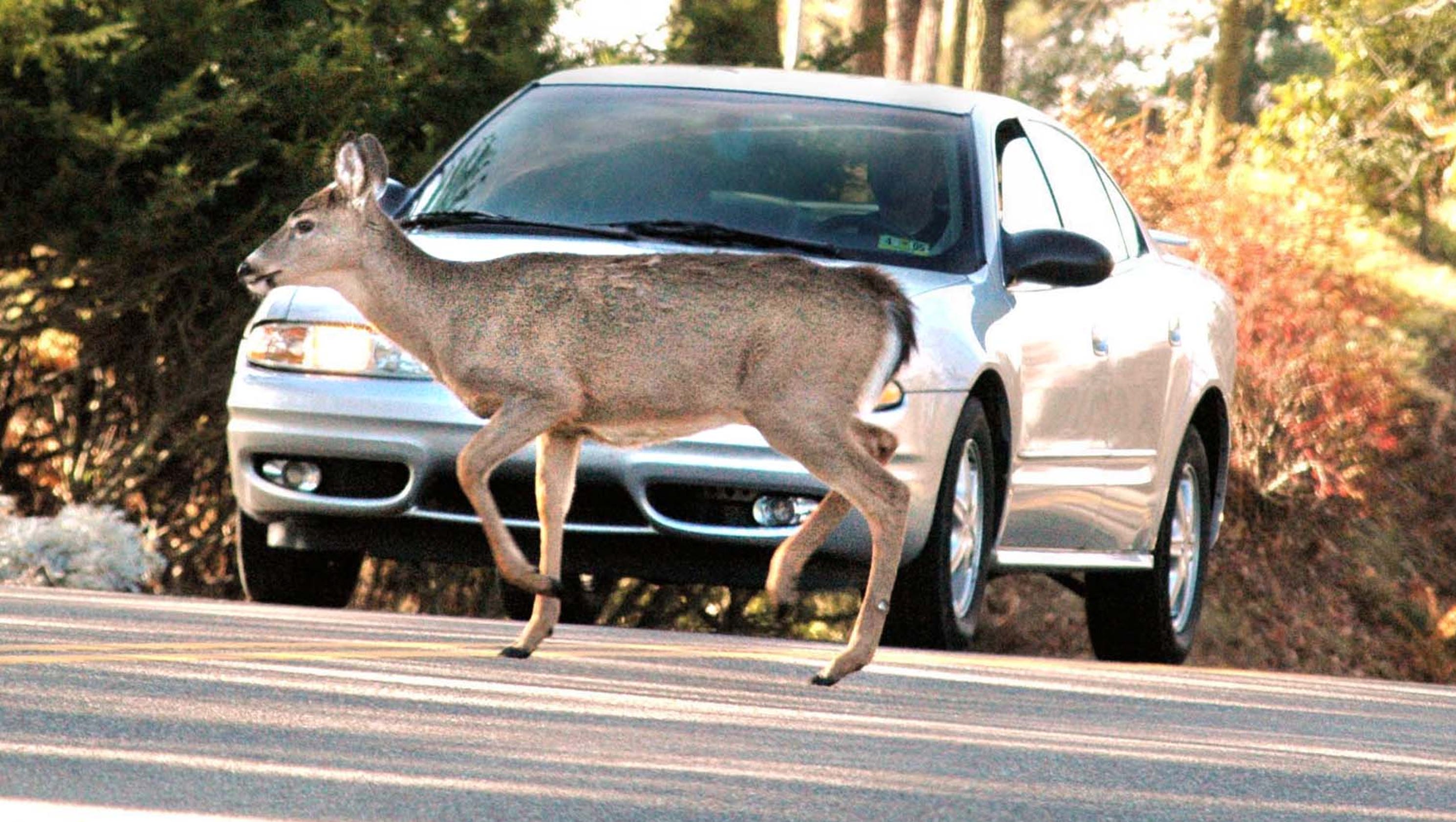 What to do if you're about to hit a deer with your car