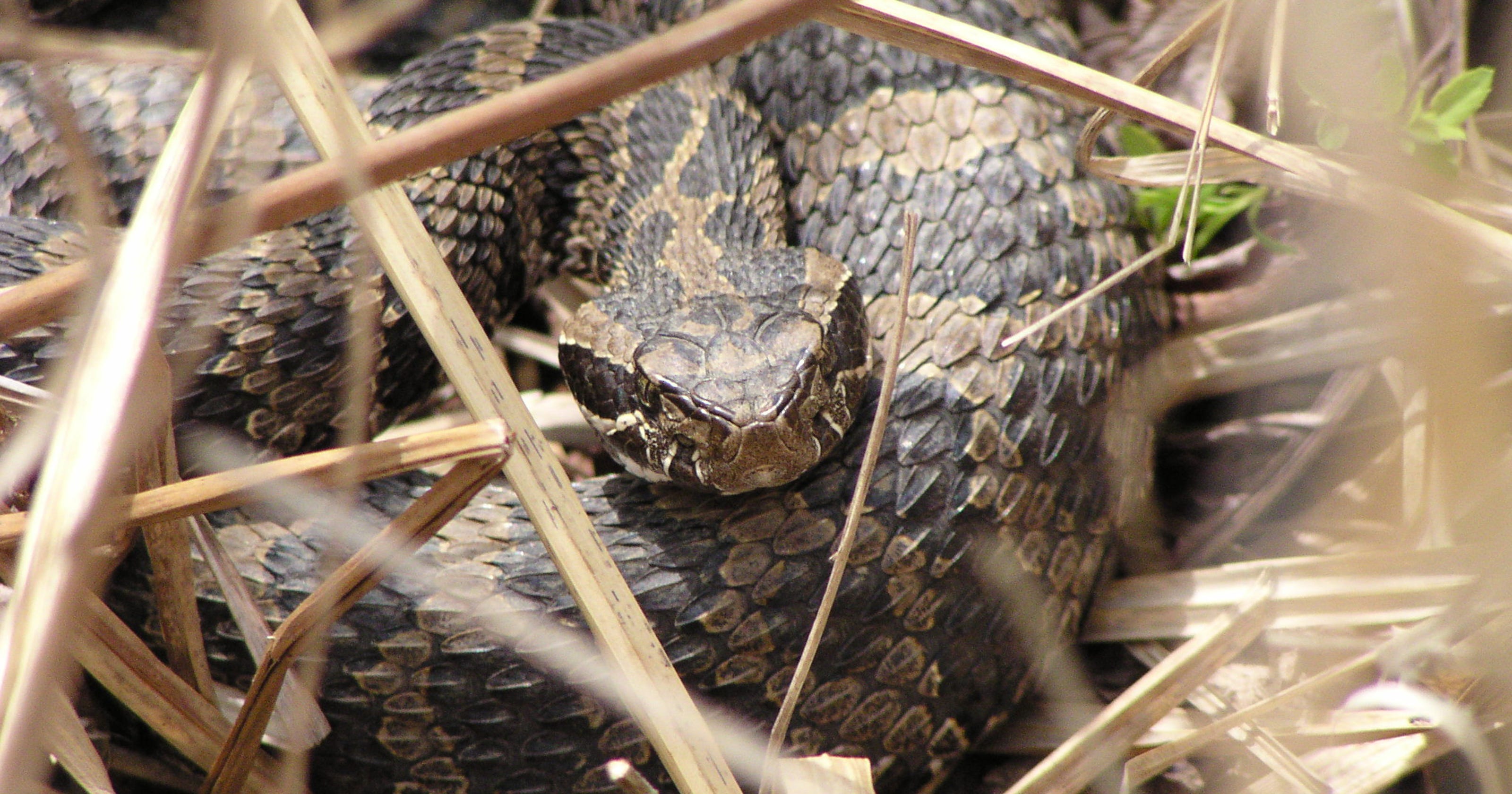 Michigan's rattlesnake added to list of threatened species