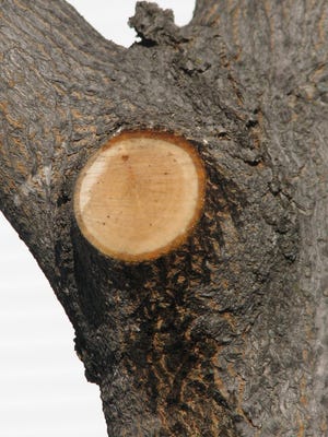 It is normal for bleeding trees to exude sap when the temperature is above freezing. When pruning trees, make the cut just above the branch collar.