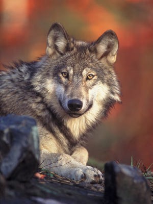This undated handout photo provided by the U.S. Fish and Wildlife Service shows a gray wolf.