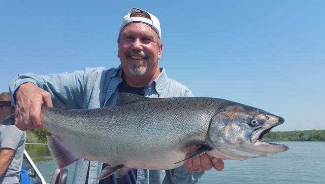 Shane Williams from Reno caught this king salmon on the Sacramento River on Aug. 22 using a Flatfsh lure, back trolling.