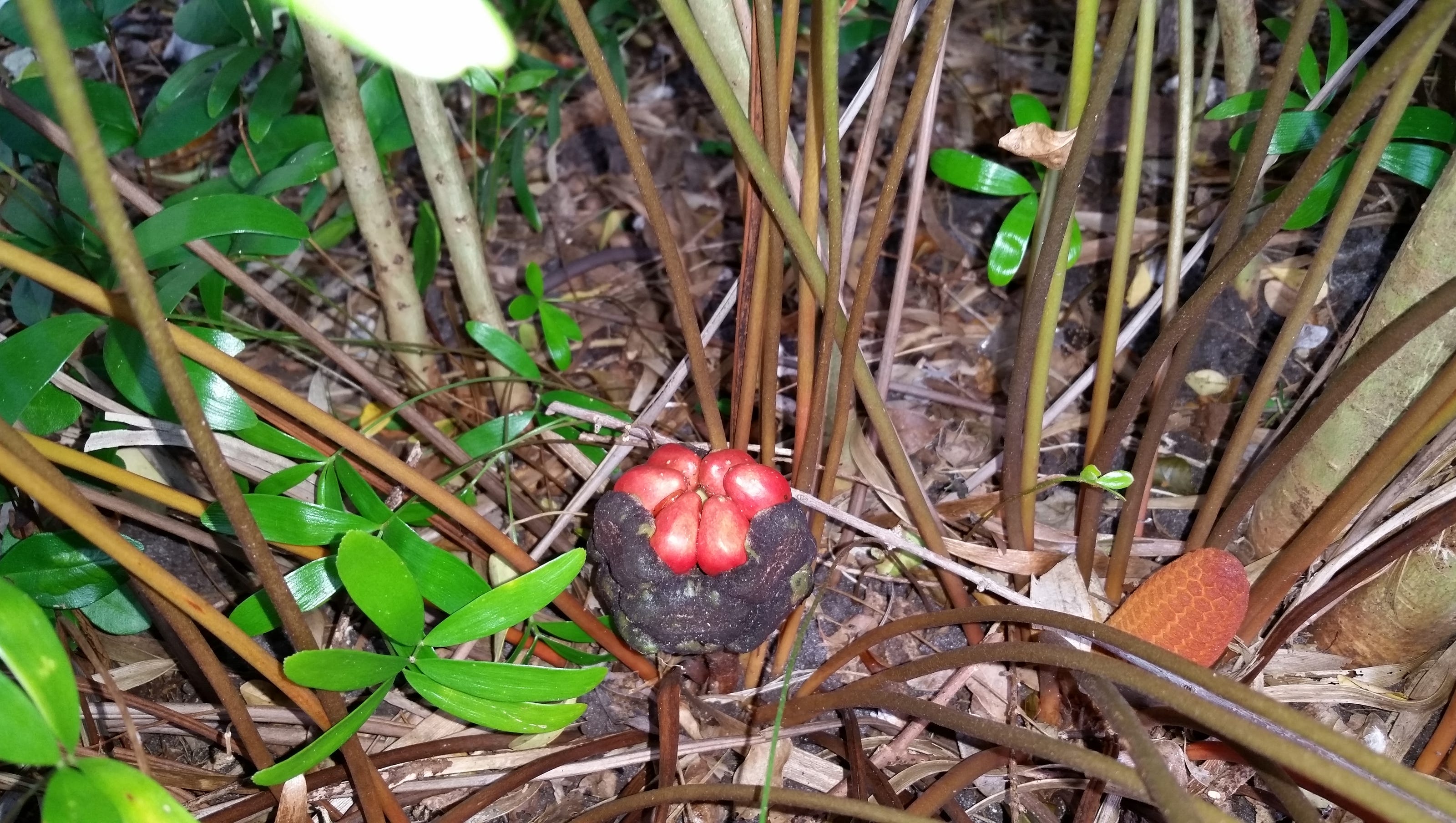 Poisonous Plants That May Be Found In Your Yard