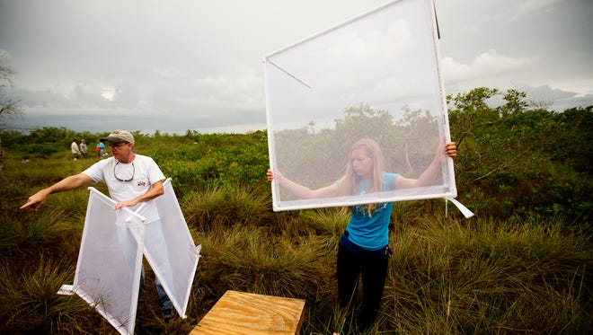 Neil Wilkinson, an instructor at FGCU, and Solveig Poynter, an FGCU undergraduate, place catch nets in a marsh area in south Fort   as part of a project to determine the impact of an insecticide .