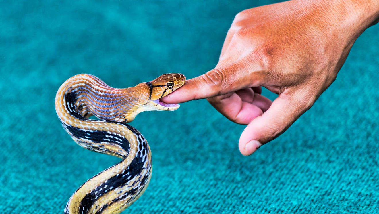 Fact check: Swimming method an unreliable indicator of venomous snakes