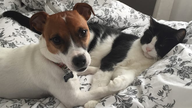 Colby the Jack Russell and Cookie the cat have a way of being at the center of the battles of will in our house.