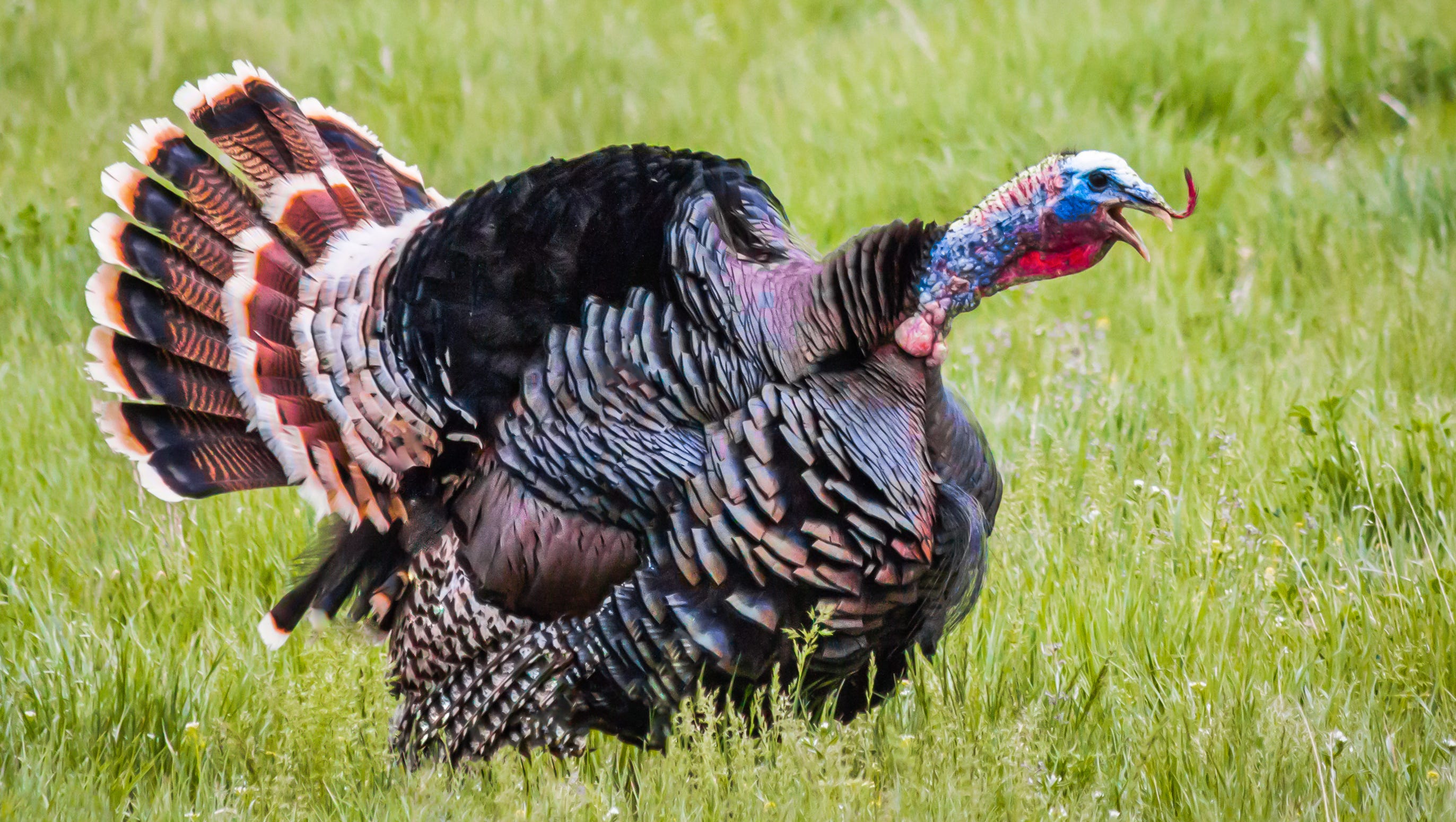 As Population Rebounds Time To Talk Turkey In Kentucky