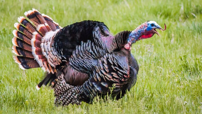 Mitch Mcconnell And Matt Bevin Among Kentucky S Biggest Turkeys