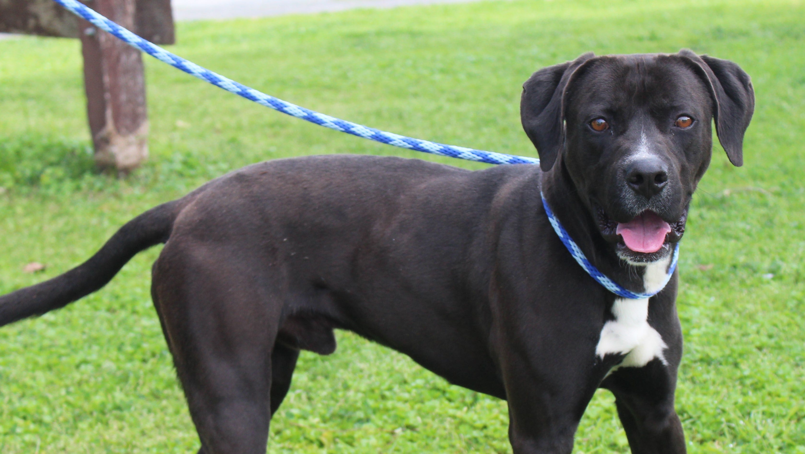 NJ official state dog? Which breed would you choose?