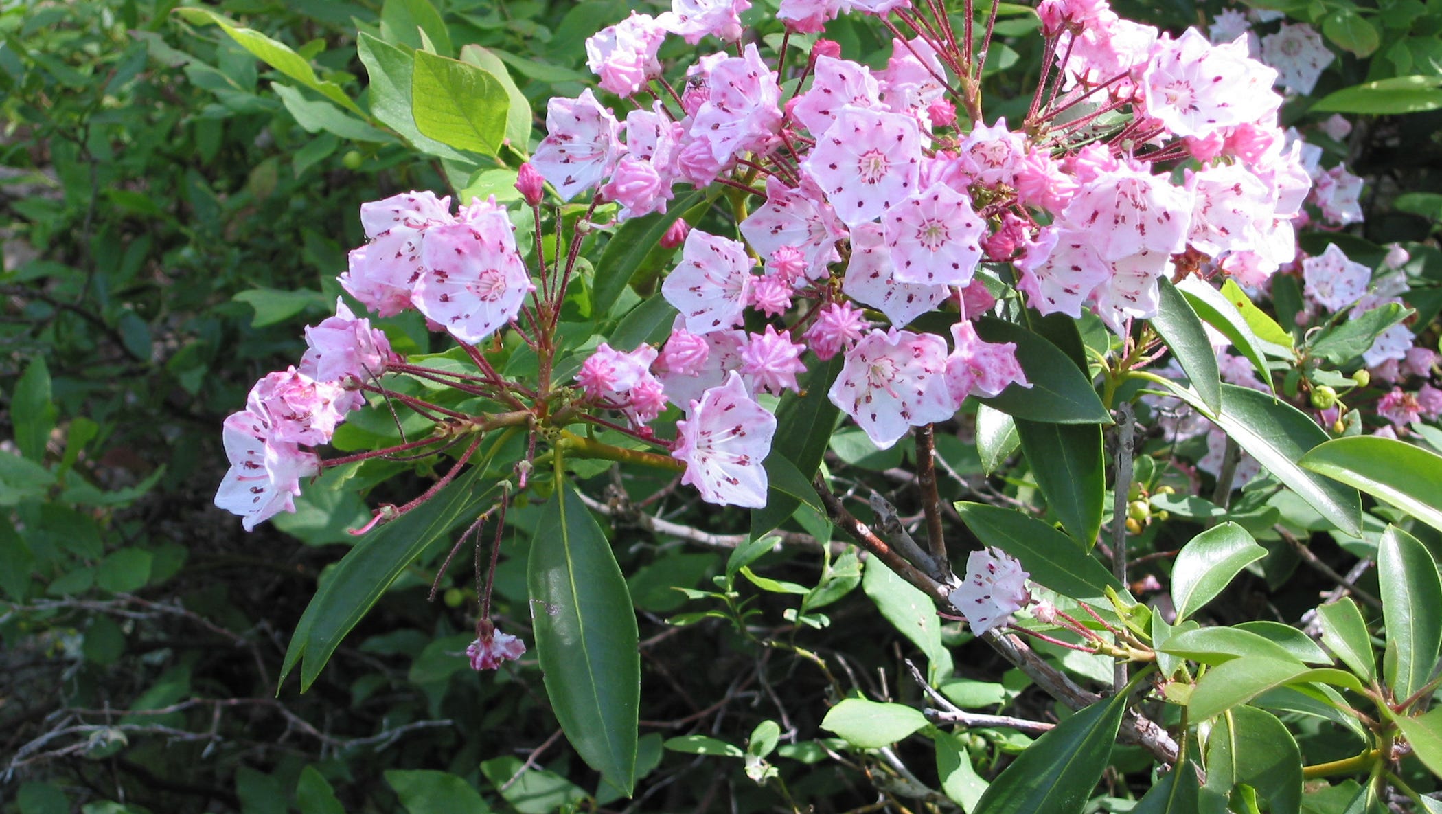 Best of Species Spotlight Mountain Laurel