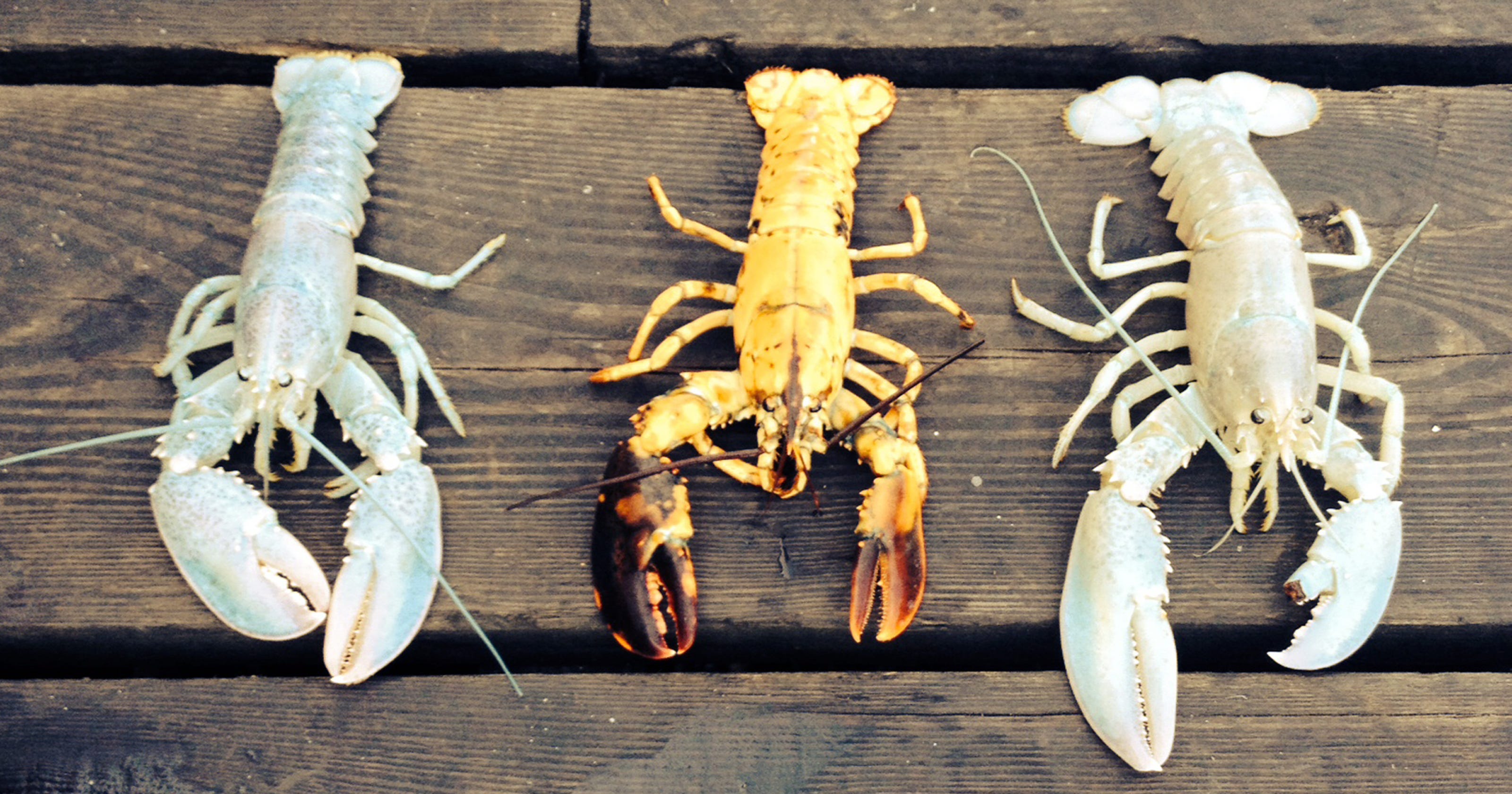 lobster popit