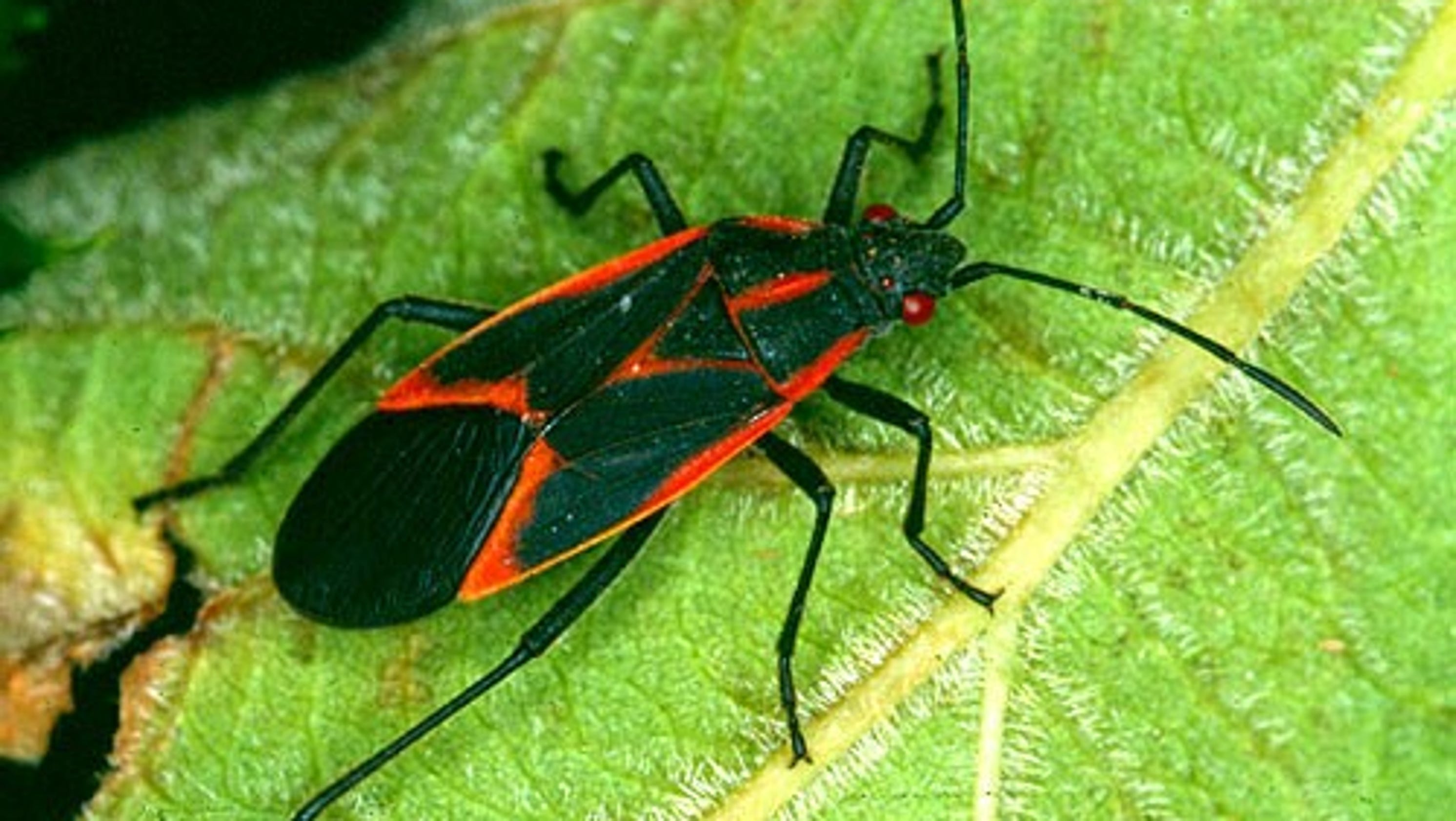 What are those black and red bugs crawling all over Fort Collins?