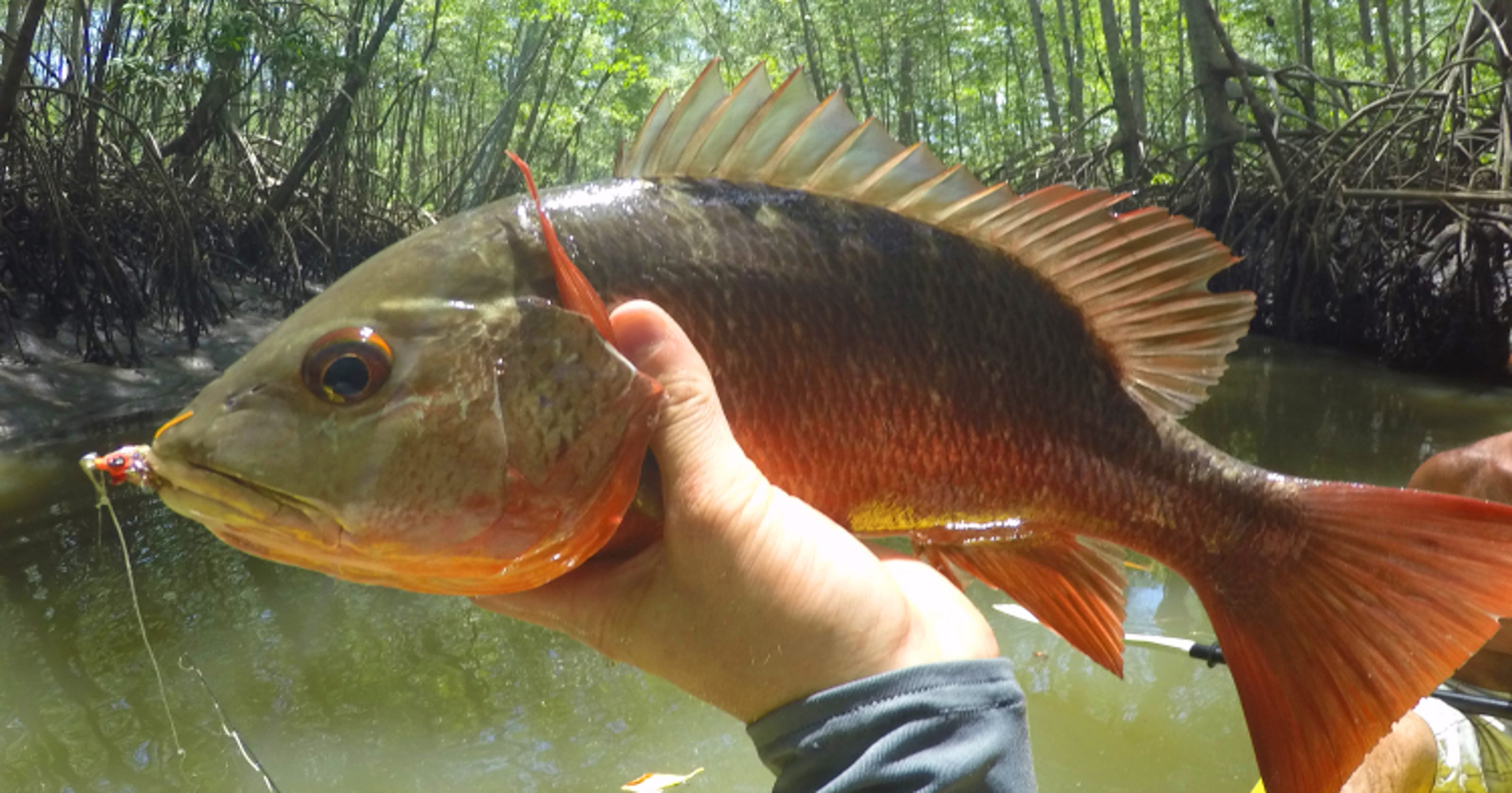 6 Fish To Catch In Cape Coral Canals