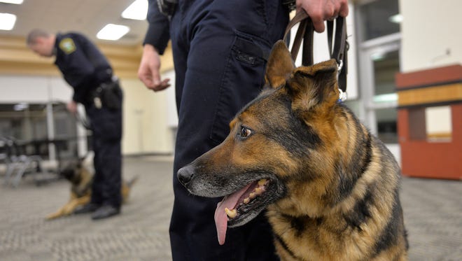 Recently retired Sauk Rapids Police Department K-9, Storm, sits beside K-9 Sgt. Brent Bukowski as new K-9 officer in training Matt Bosma works with their new dog, Thunder, Wednesday night, Jan. 20 at the Sauk Rapids Government Center.