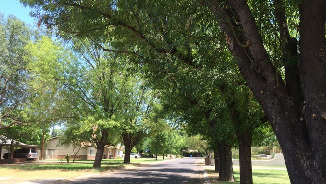 Shade trees in Phoenix.
