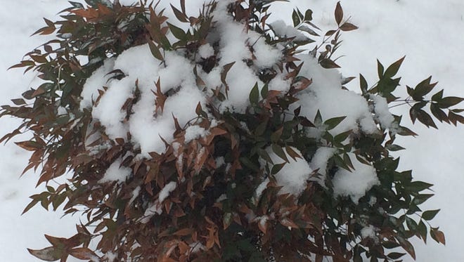 Snow on landscaping in Robertson County, Tenn.