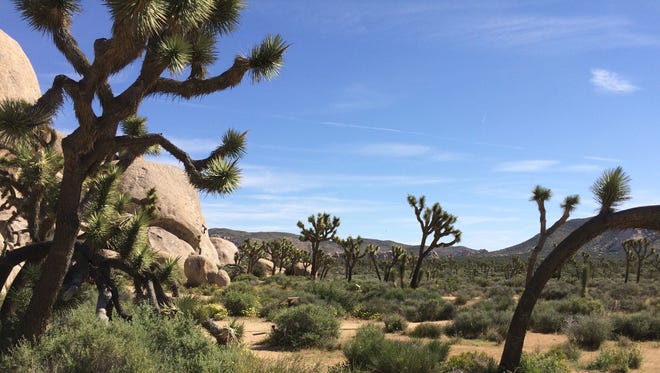 More than 2.8 million people visited Joshua Tree National Park in 2017.