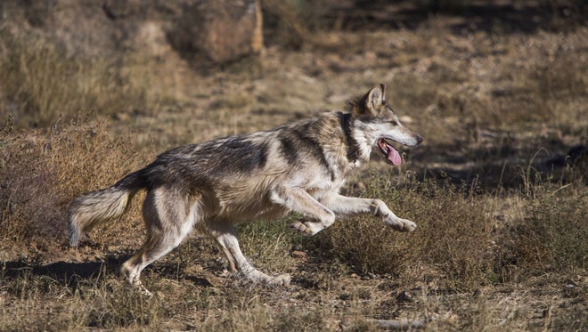 A male Mexican gray wolf tries to elude capture inside an enclosure at Sevilleta National Wildlife Refuge in New Mexico on Nov. 8, 2017. The wolf was to be transported to the Endangered Wolf Center in Eureka, Missouri, for breeding purposes.