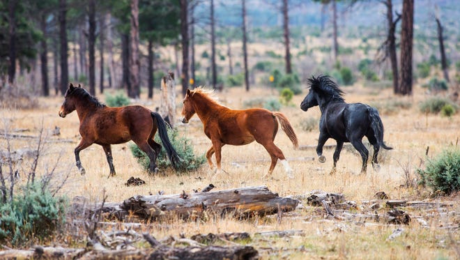 Do wild horses live in the forest