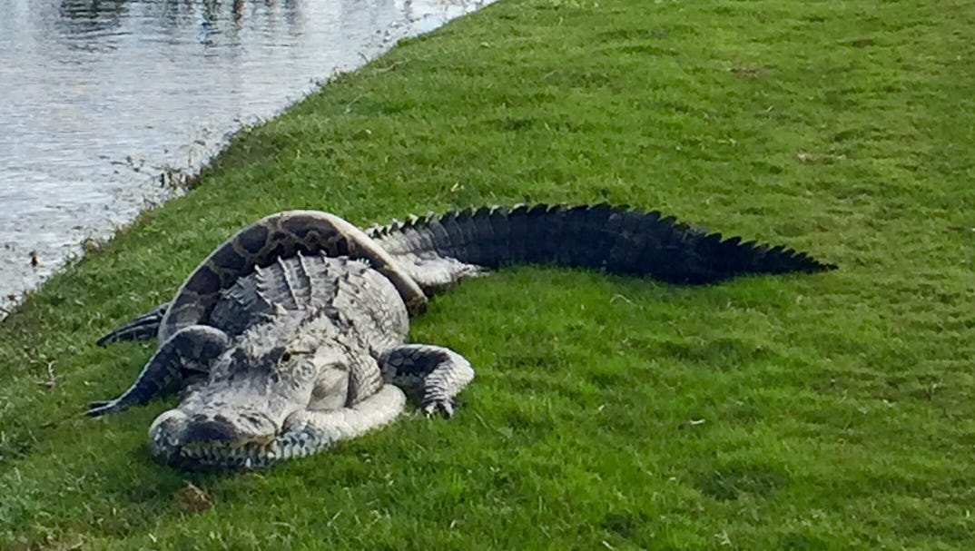 florida man june 6 2018