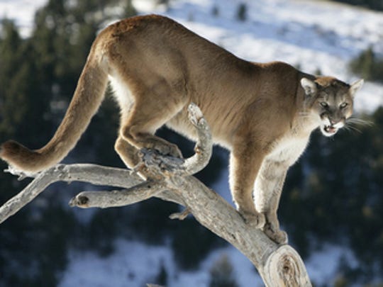 Cougars In The Wild In New York Not Yet The State Says