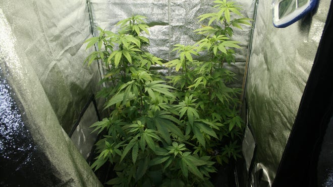 One of 25 live plants seized in the search of William Carlson’s home July 13. Carlson was the victim of a homicide a week later in River Forest, Illinois.
