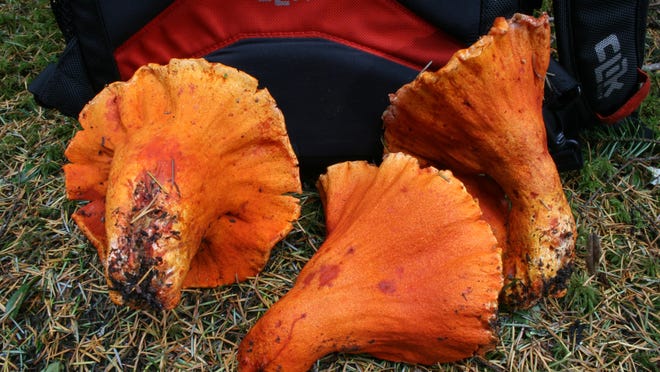 Bright orange lobster fungi sometimes hold the shape of their host mushroom, but the orange rind on the outside is actually a parasitic fungi that renders inedible hosts tasty.