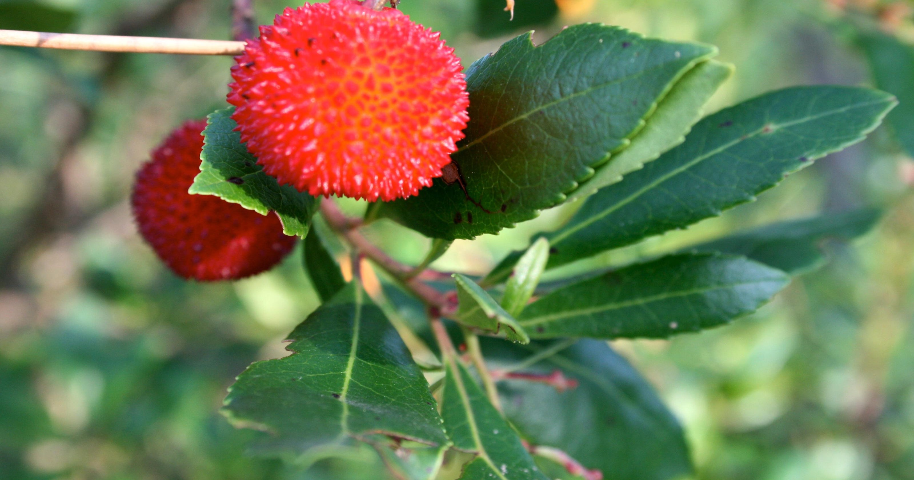 Meet the strawberry tree