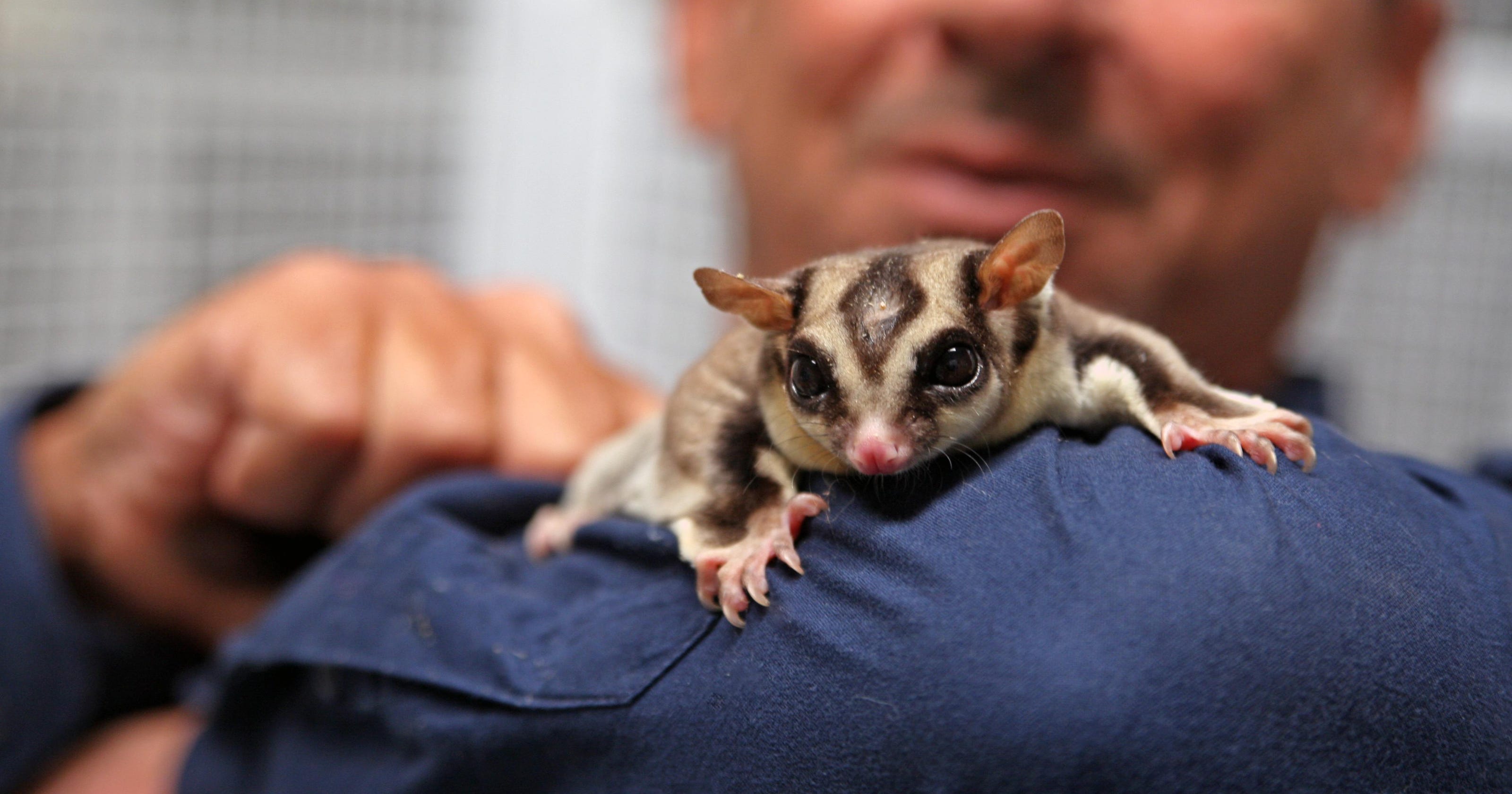 Meet Peanut, a sugar glider from Australia