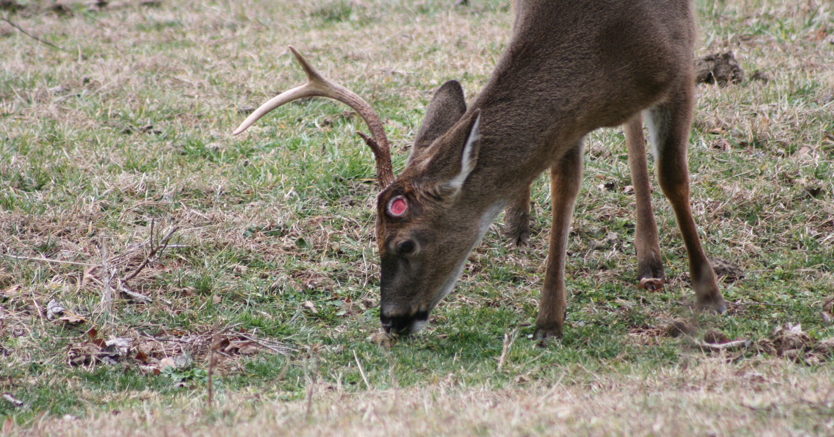 Antler shed season in full swing