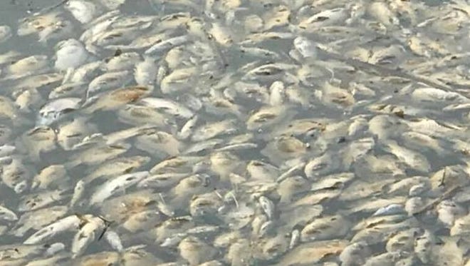 Hundreds of dead fish choke an area near Harsens Island.