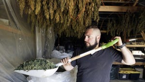 Between the two Midwestern states, hundreds of permits have been issued to plant thousands of acres of hemp, a cousin of marijuana that contains almost none of the psychoactive component that gets users high, the South Bend Tribune reported.