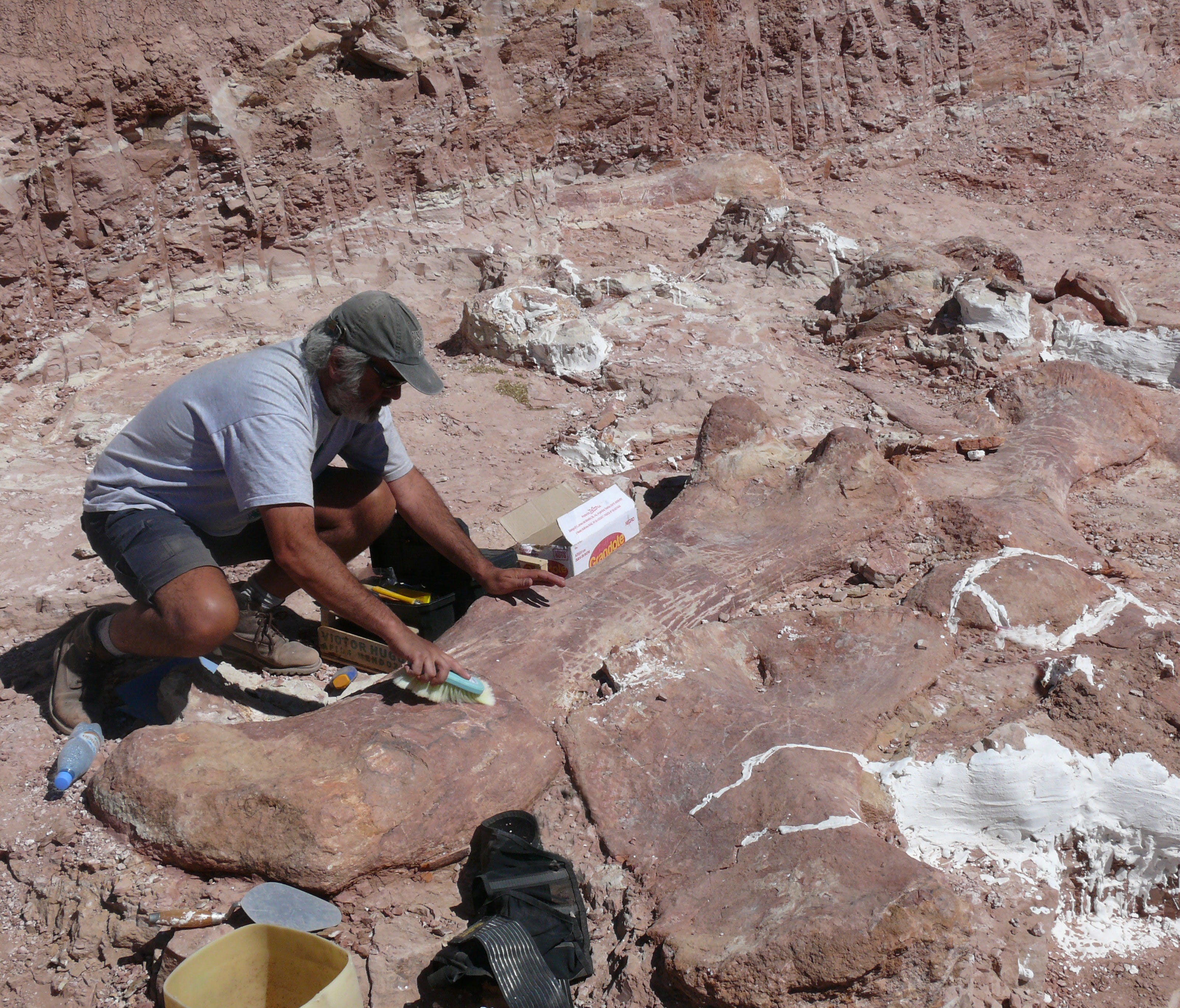 Excavation of Patagotitan fossils on the La Flecha ranch in Patagonia, Argentina. It took 18 months to excavate the 150 bones, which come from at least six different animals.