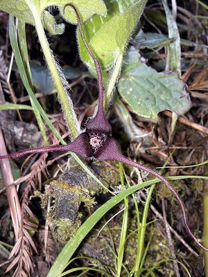 Like a something straight out of an alien film, the creeping wild ginger flower has three long, dark maroon sepals that turn back to expose the center of the flower. The flower sits below the leaves among the hairy stalks.