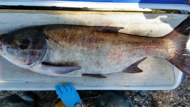DNR fisheries staff captured 12 bighead carp, five silver carp and one grass carp below the Illinois Lake electric barrier on a tributary of the Little Sioux River.