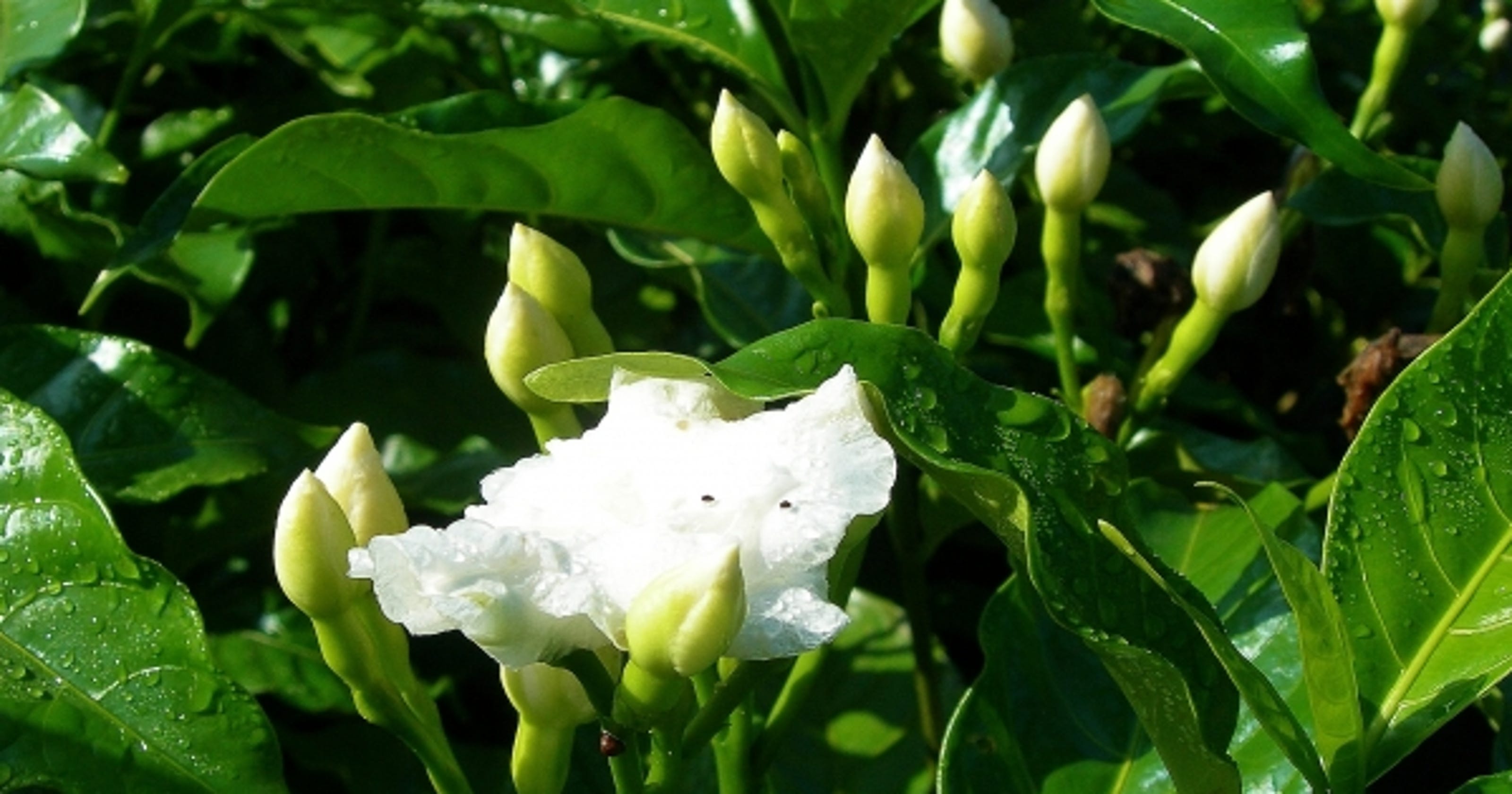Crepe Jasmine popular on Treasure Coast