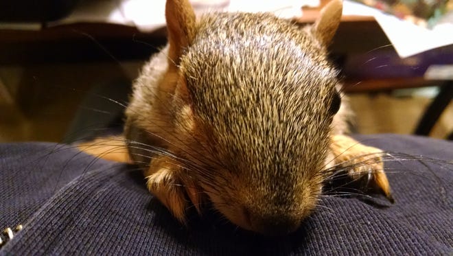 A squirrel named Thelma had her right eye removed during surgery on Oct. 27, 2015 at BluePearl Veterinary Partners in Southfield. She had glaucoma in that eye.